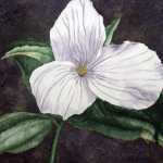 An original 2008 water color painting of a spring time trillium blossom.