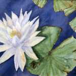 An original 2008 watercolor painting of a white water lily flower and lily pads.