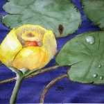 An original 2008 watercolor painting of a yellow lily pad flower among lily pads.