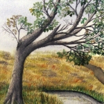 An original 2009 watercolor painting of an oak tree hanging over a river on the prairie.